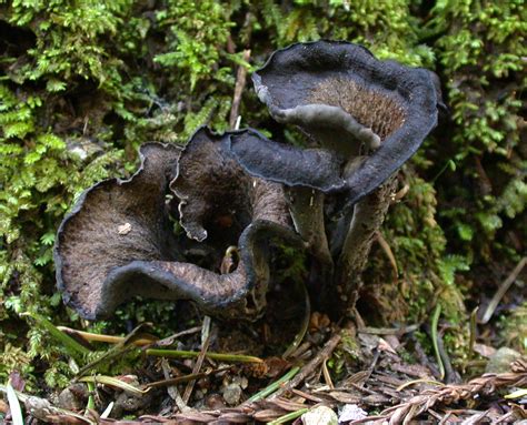 5 Edible, Wild Mushrooms Anyone Can Find (With A Little Help) - Off The ...