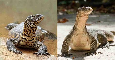 Monitor Lizard vs Komodo Dragon - AnimalBehaviorCorner