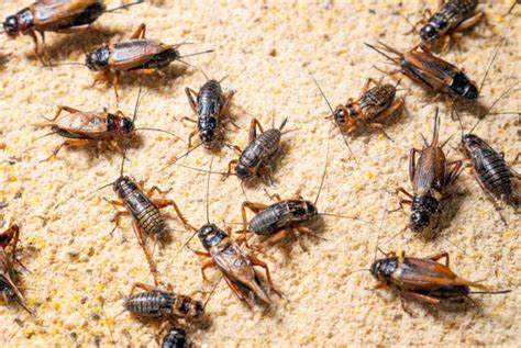 Crickets in Roof | How to Prevent and Remove Them Step By Step – Good ...