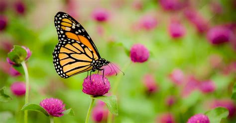 Which Plants Attract Butterflies? Support Pollinators at Home