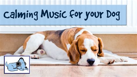 Calming Music for Dogs - Improve Dog Behavior with Relaxing Music - YouTube