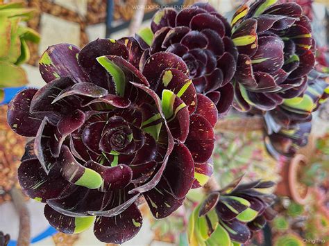 Aeonium 'Big Bang' - World of Succulents