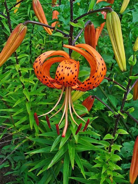 How to Grow Tiger Lilies, a Cottage Garden Favorite - HubPages