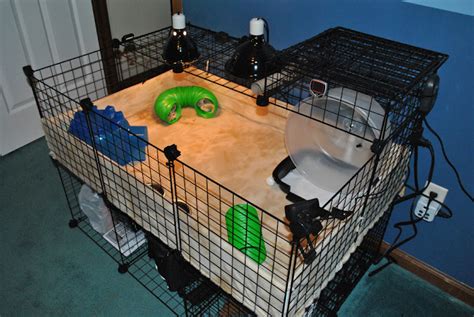 Cage Setup Examples - Page 39 - Hedgehog Central – Hedgehog pet care & owner forum