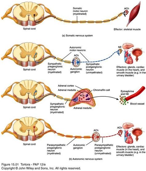 Define somatic nervous system - resui