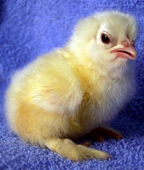 64 best Baby Chicks By Breed images on Pinterest | Baby chickens, Baby chicks and Breeds of chickens