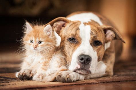 Chien et chat : comment les faire cohabiter ? | Magazine zooplus