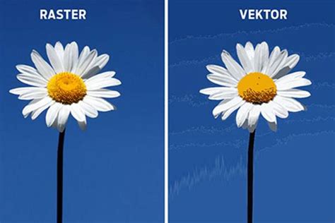 Vektor i raster - prednosti, nedostaci i specifičnosti popularnih grafika