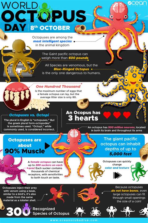 10 Different Types of Octopus | World Octopus Day! | Ocean Scuba Dive