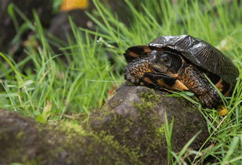 Common Turtle Shell Diseases 101