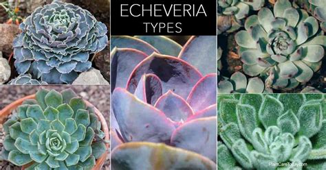 Succulent Echeveria Types: A Guide To Types Of Echeveria To Grow