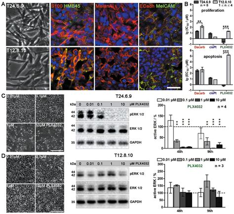 BRAF V600E mutant T24.6.9 and wild type T12.8.10 melanoma cells are ...