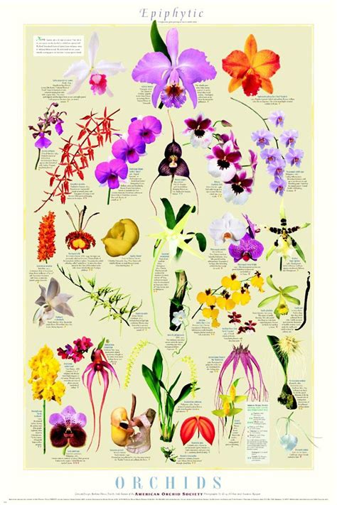 Orchid Types List