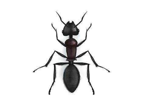 Ant Line Drawing | Free download on ClipArtMag