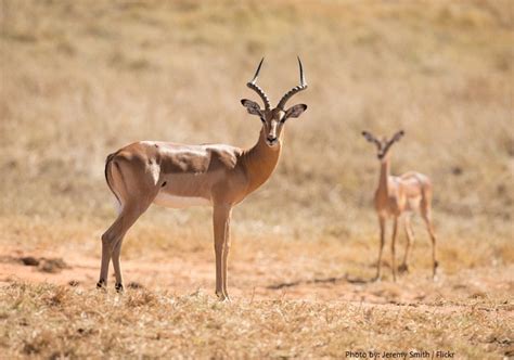 Interesting facts about antelopes | Just Fun Facts