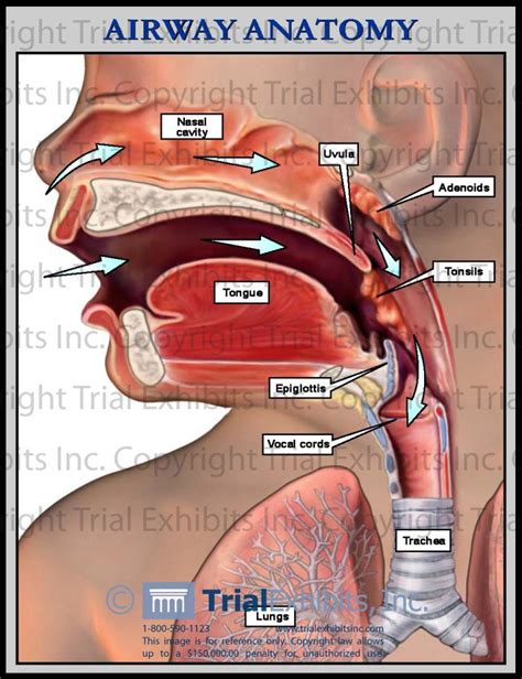 airway anatomy | Human body anatomy, Body anatomy, Medical anatomy