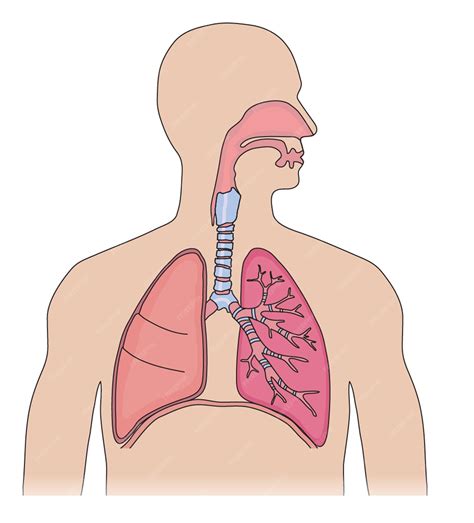 Respiratory System Unlabeled