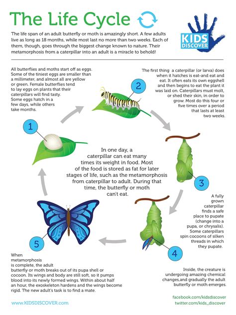 Infographic: The Life Cycle - KIDS DISCOVER | Life cycles, Science life ...