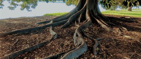 How to Prevent Tree Roots Damaging Your Home