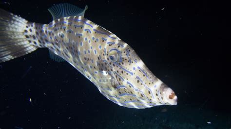 Filefish