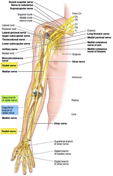 Radial nerve anatomy, radial nerve palsy and radial nerve injury