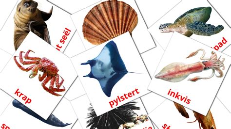 29 FREE Sea animals Flashcards | PDF | English Words