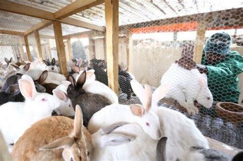 Zimbabwe: Rabbit Farmers Imports Pure Breeds To Bolster Cuniculture Production - The Exchange