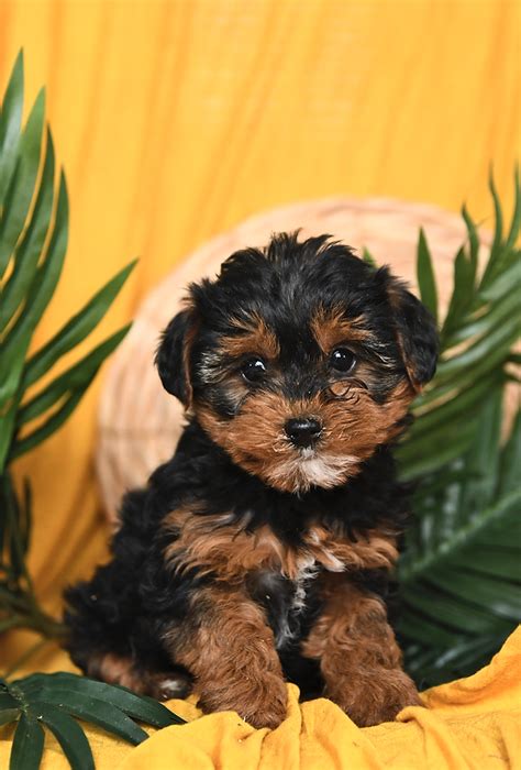 Yorkiepoo Studs | Lancaster Puppies