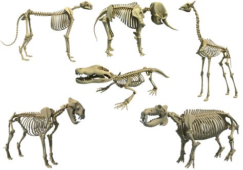 African animal skeleton model - TurboSquid 1258191