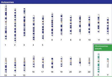 Y Chromosome Test - Paternity Testing Labs