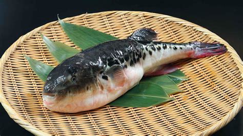 Eating Fugu: Japan’s Poisonous Pufferfish | byFood