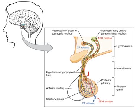 The hormones of the neurohypophysis are formed inA. Pars nervosaB. Pars ...