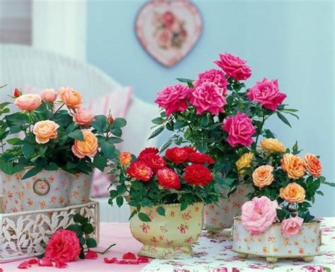 35 Mind Blowing Pictures of Roses in Pots | Balcony Garden Web