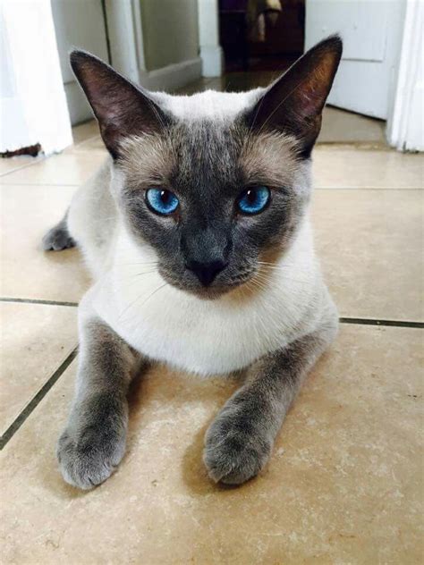 blue point | Siamese cats blue point, Siamese cats, Beautiful cats