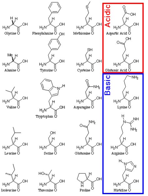 Russell's Blog: lysine amino acid