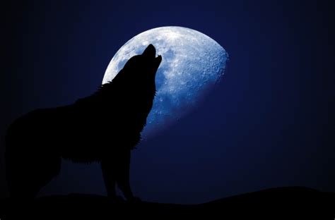 Wolf Howling Moon Silhouette Free Stock Photo - Public Domain Pictures