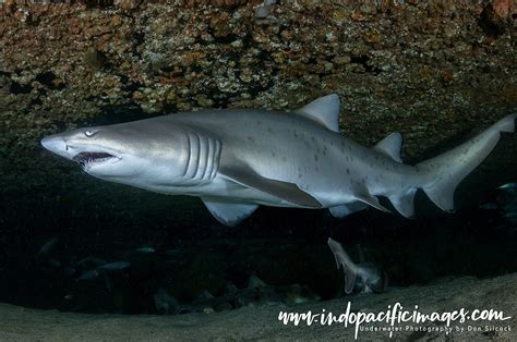 Grey Nurse Shark Conservation | Indopacifimages