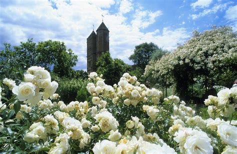 Designing a White Flower Garden