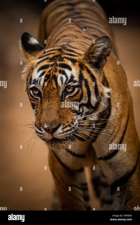 Tiger Female – Telegraph