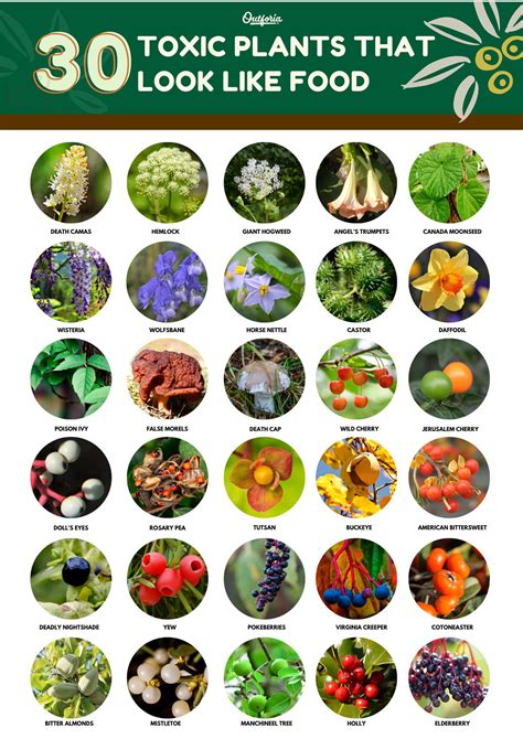 Toxic Plants That Look Like Food: 30 Plants You Need To Know (2023)