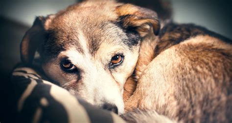 The Most Common Dog Phobias and Fears - PetlifeSA