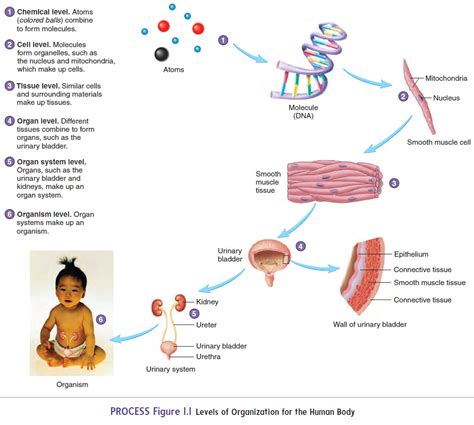 7 Structural Levels Of The Body