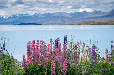 Lupins by Lake Tekapo - Ed O'Keeffe Photography