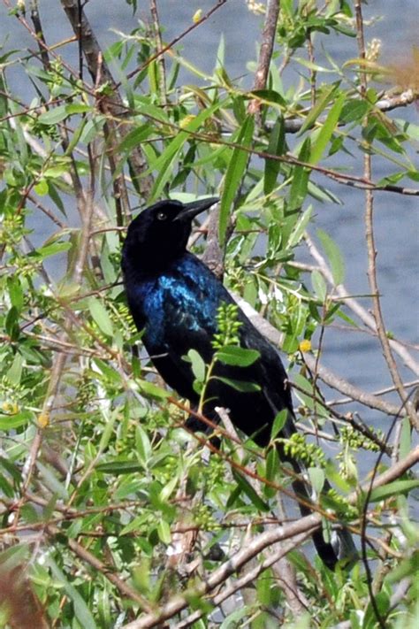 Birds and Gators » Boat-tailed Grackle