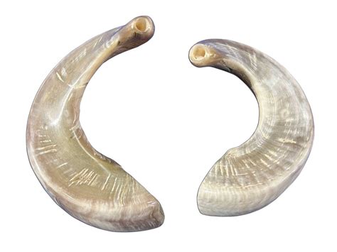 1 Fully Polished Ram Horn Shofar sizes Vary Nice One Can Be Around 22 ...