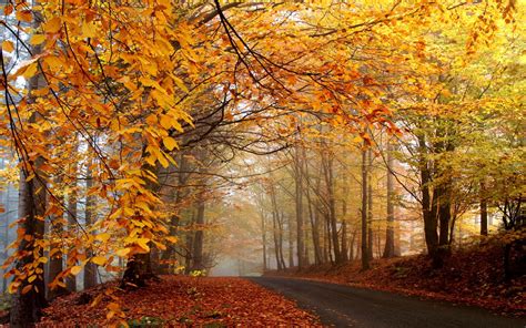 idool Recuerdos del Otoño (Postales del Bosque) Autumn | wallpaper hd windows