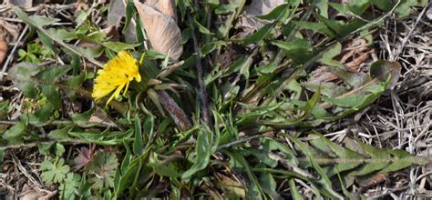 Spotlight on Weeds: Dandelion