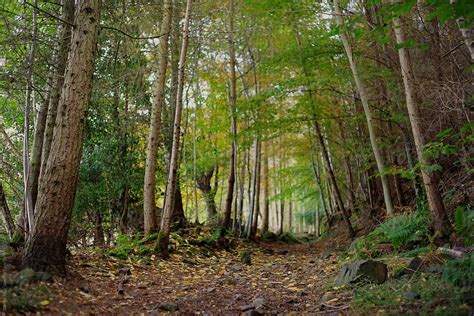 "Woodland Trail." by Stocksy Contributor "Darren Muir" - Stocksy