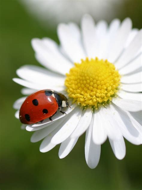 Symbolism of a Lady Bug: Good Luck Spiritual Ladybug Meaning