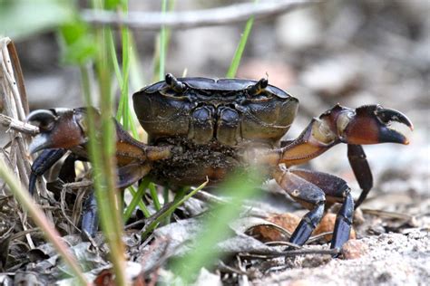 Cape River Crab - Wildlife Den - South African And Australian Wildlife ...